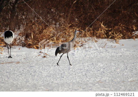 カナダヅル カナダヅル 112469121