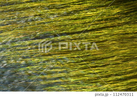 green water plant flowing from water in lake 112470311