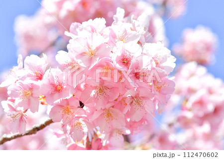 桜咲く 112470602