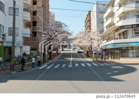 宮崎台駅前の桜並木 宮崎台駅前の桜並木 112470645
