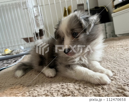 くつろぐバイブル―シェルティ子犬 112470658