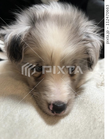 バイブル―シェルティ2ヶ月の仔犬 バイブル―シェルティ2ヶ月の仔犬 112470663