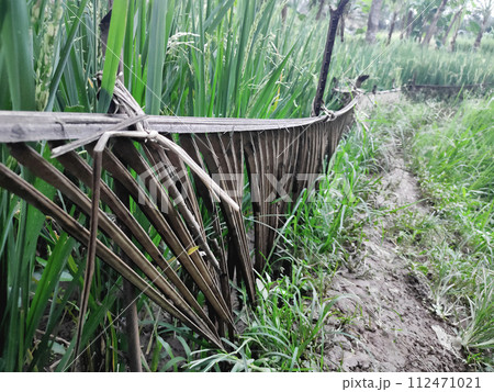 The natural fence protecting rice plants is made from coconut tree leaves, so that farmers' wide roads do not touch rice plants The natural fence protecting rice plants is made from coconut tree leaves, so that farmers' wide roads do not touch rice plants 112471021