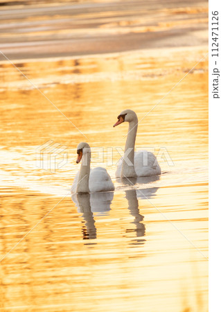 Swans Gliding on Golden Waters at Dusk 112471126