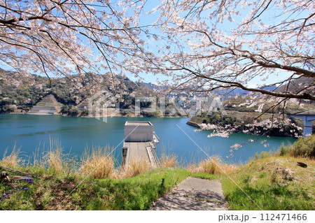 ダムに咲く桜 ダムに咲く桜 112471466