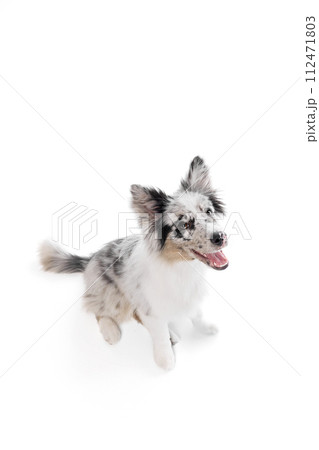 Top view portrait of cute, smart Border Collie dog with marbled fur sitting against white background. Smiling muzzle. 112471803