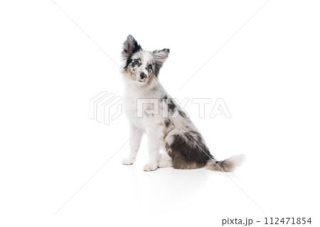 Portrait of cute, smart Australian Shepherd purebred dog with marbled fur sitting against white studio background. Portrait of cute, smart Australian Shepherd purebred dog with marbled fur sitting against white studio background. 112471854