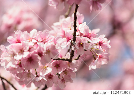東京都内の満開の桜 112471908