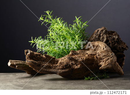 Fresh rosemary with old snag on a grey stone background. Fresh rosemary with old snag on a grey stone background. 112472171