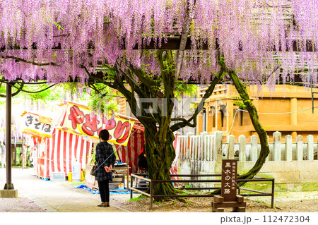 春風に揺れる美しい藤棚と藤祭り観光風景「黒木の大藤 素盞嗚（すさのお）神社」福岡県八女市黒木町 112472304