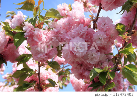飛鳥川の藤原京大橋の桜並木（八重桜） 112472403