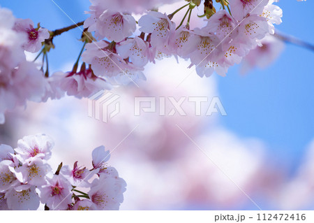青空バックの桜 112472416