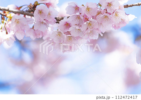 青空バックの桜 青空バックの桜 112472417