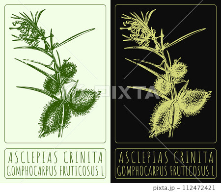 Vector drawing ASCLEPIAS CRINITA . Hand drawn illustration. The Latin name is GOMPHOCARPUS FRUTICOSUS L. Vector drawing ASCLEPIAS CRINITA . Hand drawn illustration. The Latin name is GOMPHOCARPUS FRUTICOSUS L. 112472421