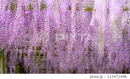 春風に美しく揺れる藤棚(藤の花)「黒木の大藤 素盞嗚（すさのお）神社」福岡県八女市黒木町 112472496