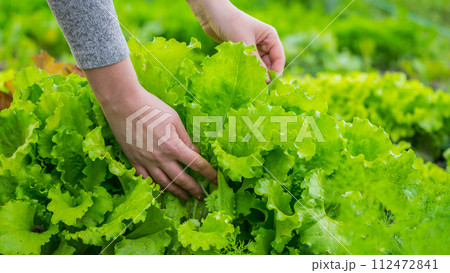 Women's hands pluck green lettuce leaves from beds Women's hands pluck green lettuce leaves from beds 112472841