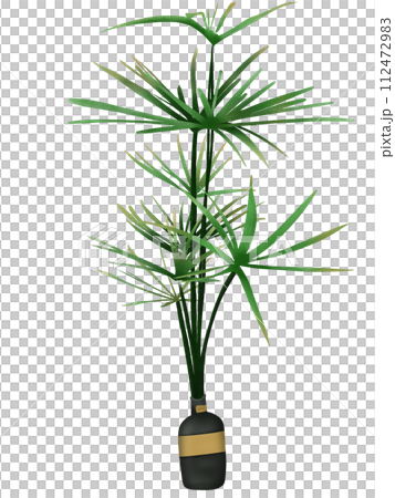 Cyperus alternifolius, the umbrella papyrus, umbrella sedge or umbrella palm 112472983