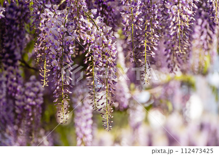 Blooming Wisteria Sinensis with classic purple flowers in full bloom in drooping racemes against the sky. Garden with wisteria in spring. Blooming Wisteria Sinensis with classic purple flowers in full bloom in drooping racemes against the sky. Garden with wisteria in spring. 112473425