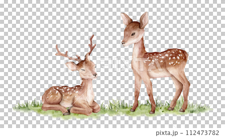 Watercolor two deer on abstract green grass. Spotted deer isolated on white background. Hand painted wild animal template for fabric. Realistic animal for design and print or background. Watercolor two deer on abstract green grass. Spotted deer isolated on white background. Hand painted wild animal template for fabric. Realistic animal for design and print or background. 112473782