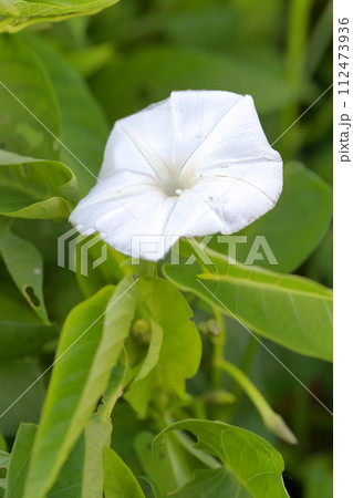 クウシンサイの白い花 シャキシャキ触感の野菜 空心菜 クウシンサイの白い花 シャキシャキ触感の野菜 空心菜 112473936
