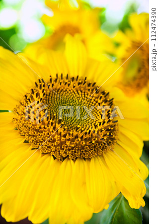 Sun Flower 112474390
