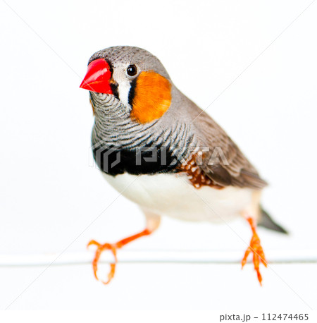 Zebra Finch 112474465