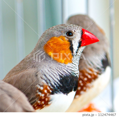 Zebra Finch Zebra Finch 112474467