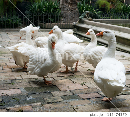 Geese in Cathedral of Saint Eulalia 112474579