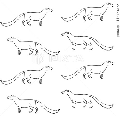 Vector seamless pattern of hand drawn mongoose 112474872