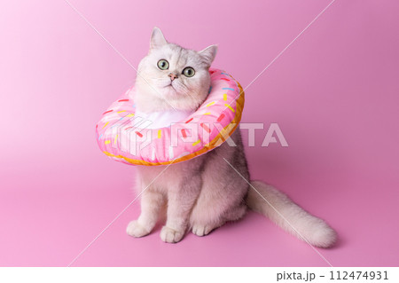 A white cat in a soft protective collar made of fabric, in the form of a pink donut A white cat in a soft protective collar made of fabric, in the form of a pink donut 112474931