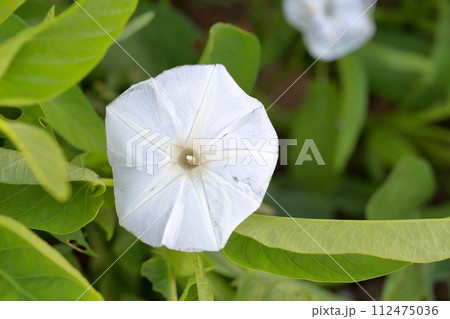 クウシンサイの白い花 シャキシャキ触感の野菜 空心菜 クウシンサイの白い花 シャキシャキ触感の野菜 空心菜 112475036