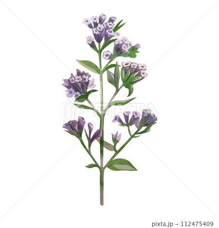 Watercolor illustration. Meadow and garden plant, oregano with purple flowers and green leaves hand drawn in watercolor. Suitable for printing on fabric and paper, design, wallpaper, scrapbooking. Watercolor illustration. Meadow and garden plant, oregano with purple flowers and green leaves hand drawn in watercolor. Suitable for printing on fabric and paper, design, wallpaper, scrapbooking. 112475409