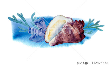 Watercolor underwater composition. Ocean shell, sea coral reef, algae on a watercolor background. The illustration is ideal for prints, home interior, design, cards. Tropical style. 112475538