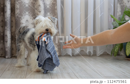 A woman reaches out to pick up clothes from a dog who dragged her away while playing with her. The woman was sorting through her clothes in the wardrobe, and a small dog stole one. 112475561