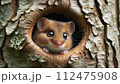 AI-generated content. One adorable hazel dormouse looking out of a tree hole, Close Up 112475908