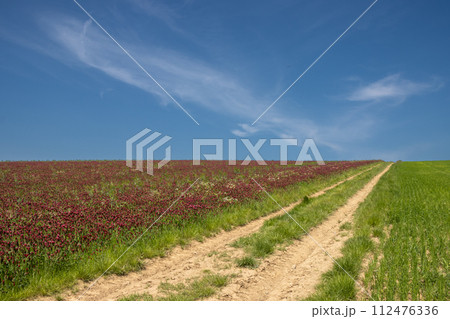 Road in the crimson clover field, Lisky, Czechia Road in the crimson clover field, Lisky, Czechia 112476336