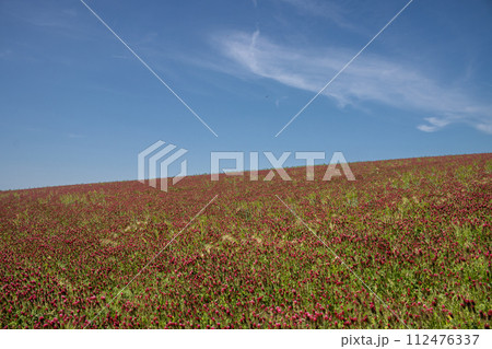 Crimson clover field on a hill, Czech republic 112476337
