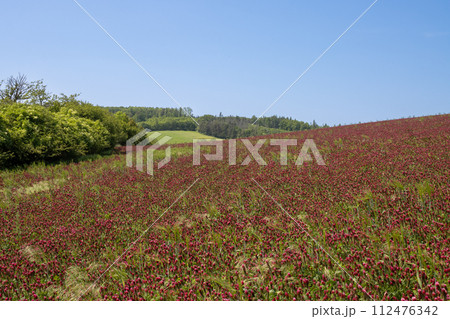Crimson clover field on a hill, Czech republic Crimson clover field on a hill, Czech republic 112476342