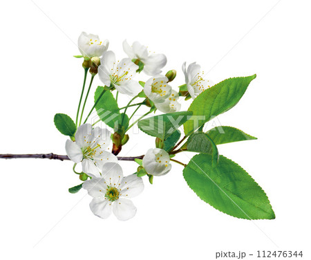 Cherry blossoms. Blooming cherry branches. Spring background. Cherry blossoms. Blooming cherry branches. Spring background. 112476344