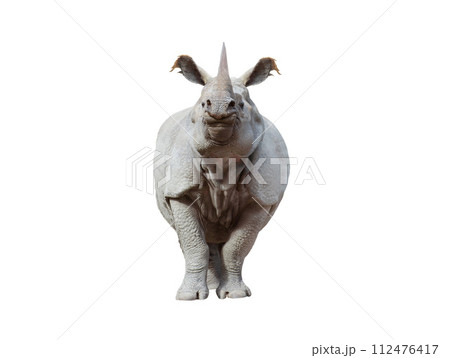 rhinoceros isolated on white background rhinoceros isolated on white background 112476417