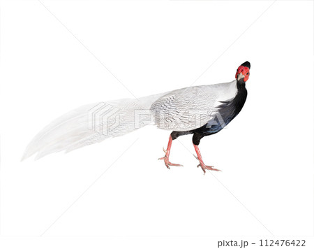 silver pheasant (lophura nycthemera) isolated on a white background silver pheasant (lophura nycthemera) isolated on a white background 112476422