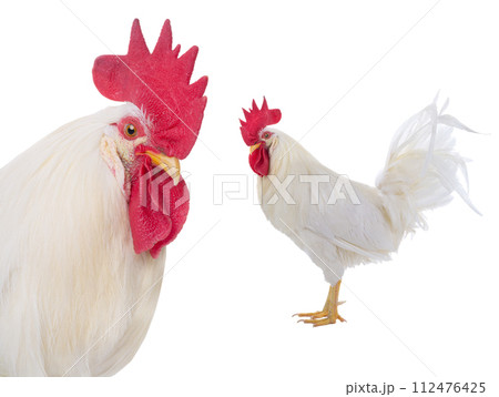 white rooster isolated on a white background white rooster isolated on a white background 112476425