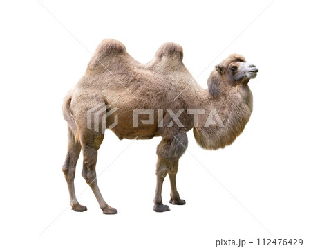 camel isolated on white background camel isolated on white background 112476429