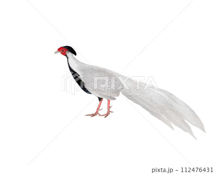 silver pheasant (lophura nycthemera) isolated on a white background silver pheasant (lophura nycthemera) isolated on a white background 112476431