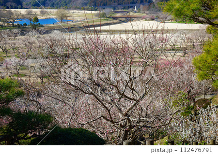 梅林 水戸の梅まつり 水戸偕楽園 梅林 水戸の梅まつり 水戸偕楽園 112476791