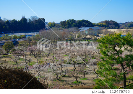 梅林 水戸の梅まつり 水戸偕楽園 梅林 水戸の梅まつり 水戸偕楽園 112476796