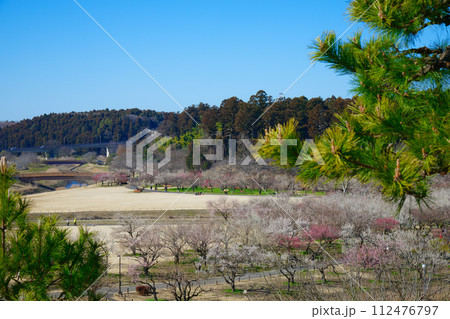 梅林　水戸の梅まつり　水戸偕楽園 112476797