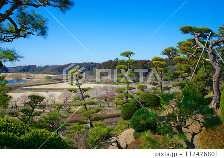梅林　水戸の梅まつり　水戸偕楽園 112476801