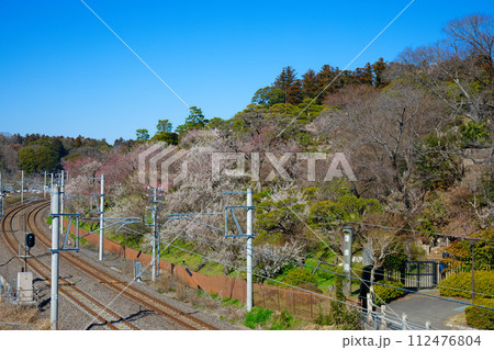 梅林　水戸の梅まつり　水戸偕楽園 112476804