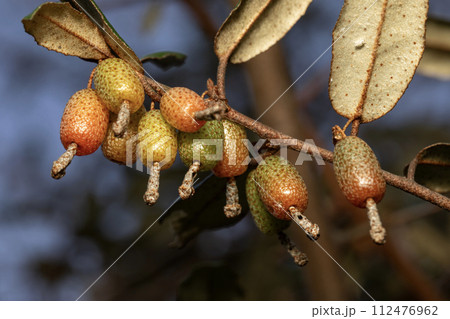 ナワシログミ 112476962